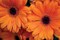 Orange Gerbera Daisies Poster Print by Erin Berzel - Item # VARPDXPSBZL232
